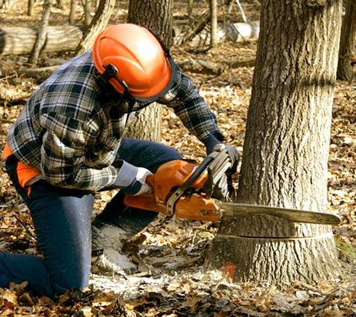 Tree Removal in Davey, NE